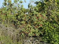 Psittacanthus biternatus