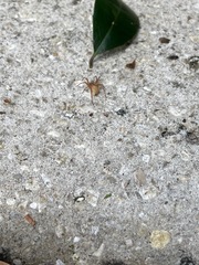 Araneae