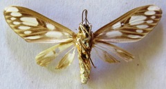 Robinsonia bartolana