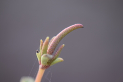 Peperomia leptophylla