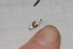 Piloprepes antidoxa