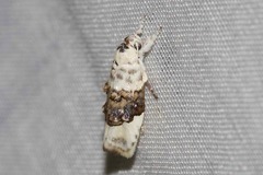 Piloprepes antidoxa