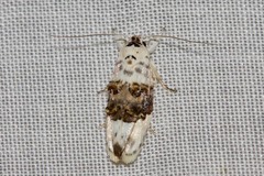 Piloprepes antidoxa