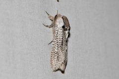 Endoxyla punctifimbria