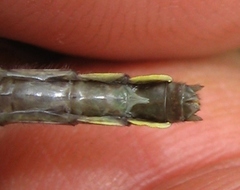 Hylogomphus adelphus
