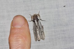 Endoxyla punctifimbria