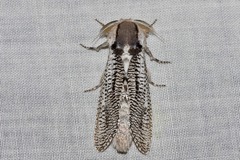 Endoxyla punctifimbria