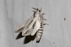 Endoxyla punctifimbria