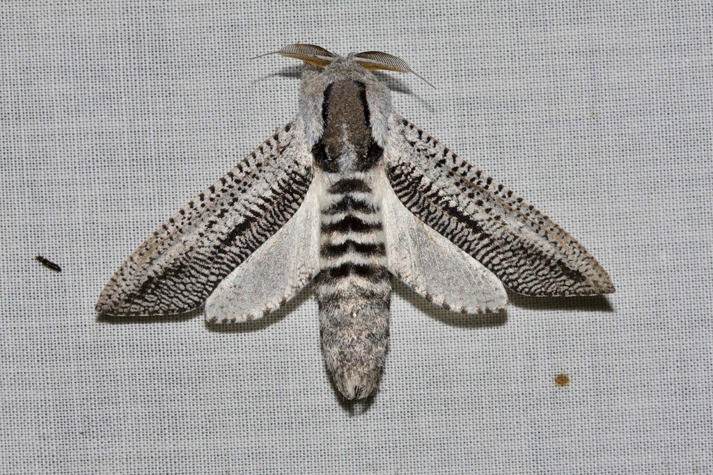Endoxyla punctifimbria