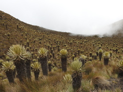 Espeletia hartwegiana