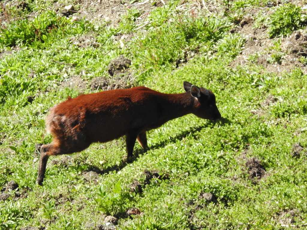 Chevreuil rouge des Andes du Nord (Andinocervus rufinus)