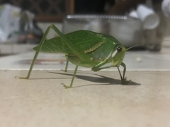 Philophyllia guttulata