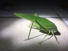 Philophyllia guttulata