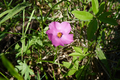 Modiolastrum gilliesii