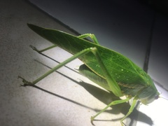 Philophyllia guttulata