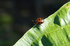 Platyphora congregata