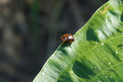 Platyphora congregata