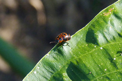 Platyphora congregata