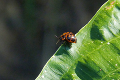Platyphora congregata
