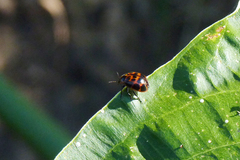 Platyphora congregata