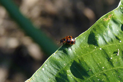 Platyphora congregata