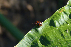 Platyphora congregata