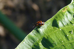 Platyphora congregata