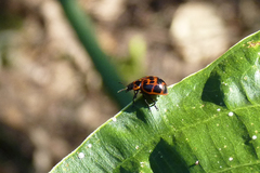 Platyphora congregata