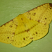 Eupterote mollifera - Photo (c) Devin Thabah, alguns direitos reservados (CC BY-NC), uploaded by Devin Thabah