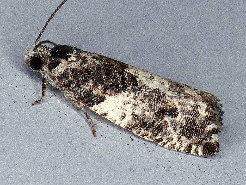 Gypsonoma adjuncta