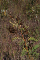 Astragalus neglectus