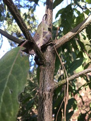 Condamineeae