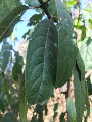 Condamineeae