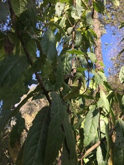 Condamineeae