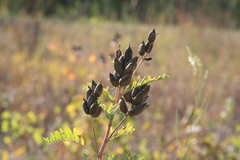 Astragalus neglectus