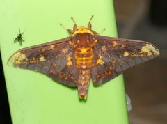 Citheronioides collaris