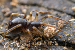 Oedignatha