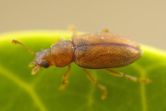 Enicmosoma