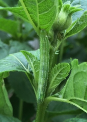 Amphipyra tragopoginis