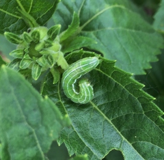 Amphipyra tragopoginis
