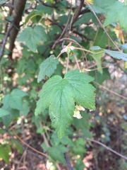 Rubus neomexicanus