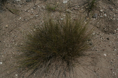 Muhlenbergia cuspidata