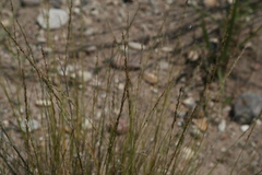 Muhlenbergia cuspidata