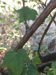 Rubus neomexicanus