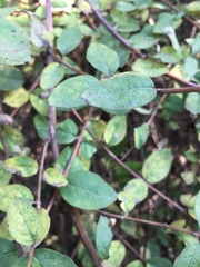 Symphoricarpos microphyllus