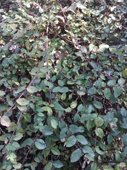 Symphoricarpos microphyllus