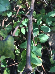 Symphoricarpos microphyllus