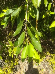Sideroxylon salicifolium