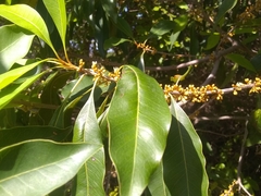 Sideroxylon salicifolium