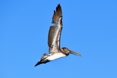 Pelecanus occidentalis